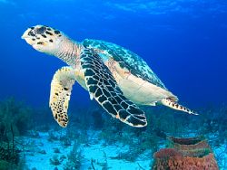 Hawksbill.
Photograph taken during a dive in French Cay,... by David Gallardo 
